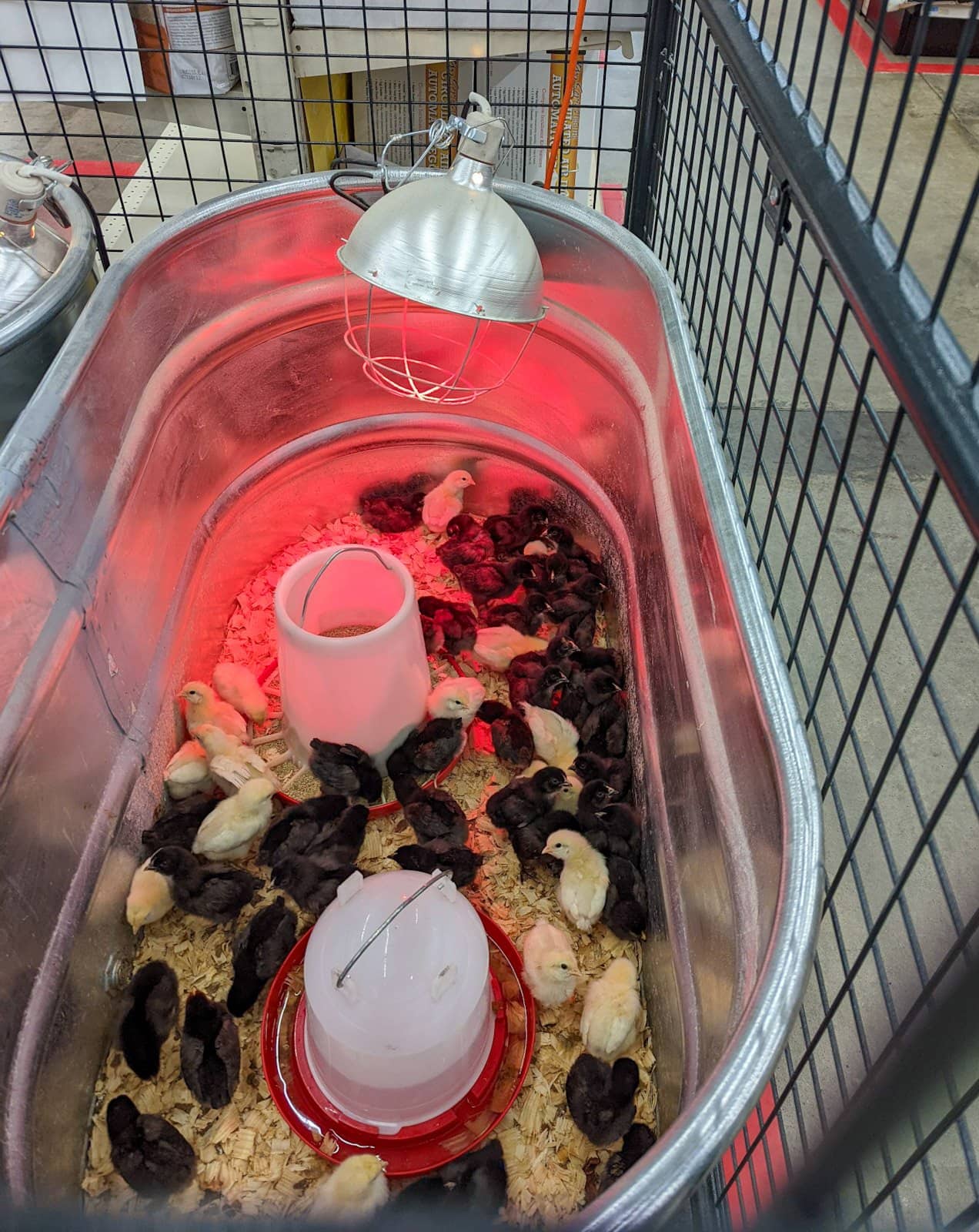 A large metal water trough is acting as a chick brooder with many baby chicks in the bottom of the trough along with a large feeder and waterer. The red heat lamp is securely hanging from above.