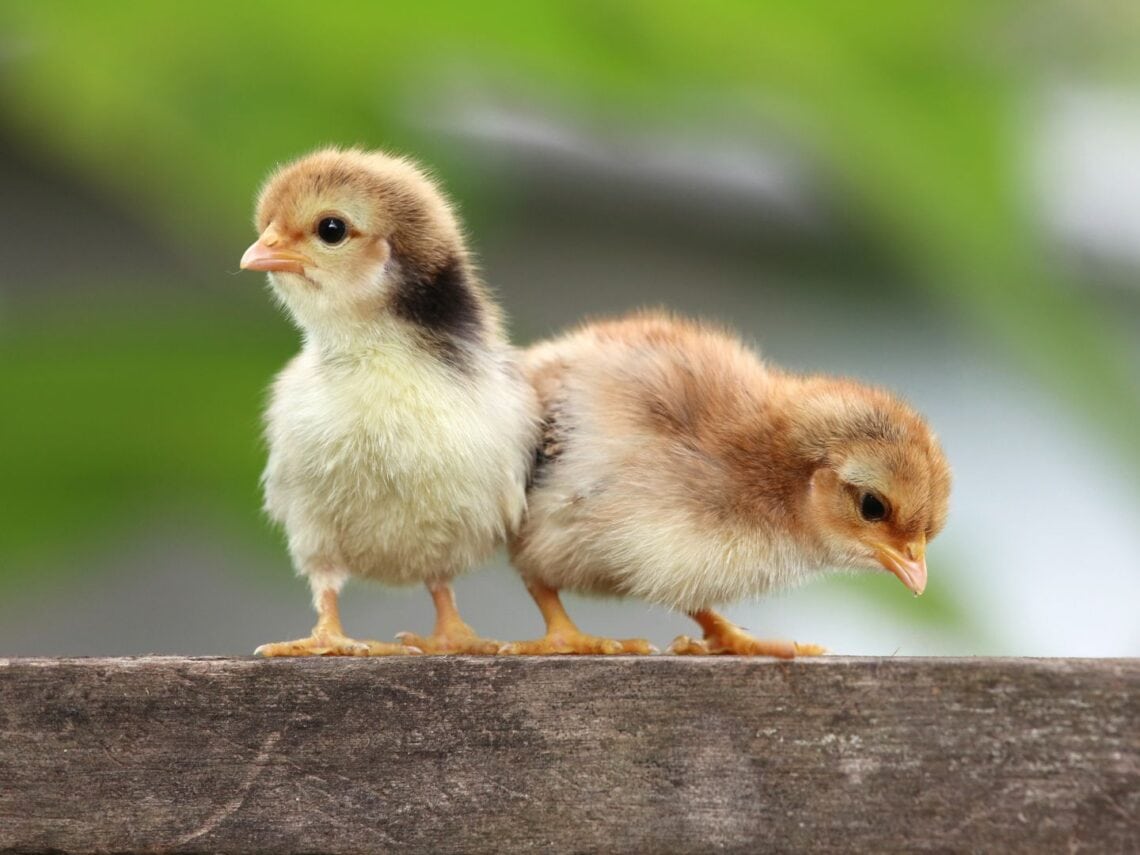 Two small baby chicks stand on top of a wood platform.