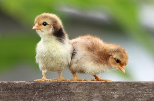 Two small baby chicks stand on top of a wood platform.