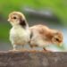 Two small baby chicks stand on top of a wood platform.