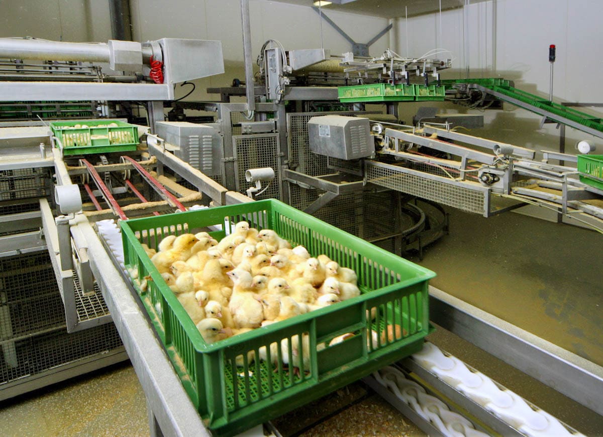 A large hatchery operation with a conveyor belt with tubs of chicks moving through it.