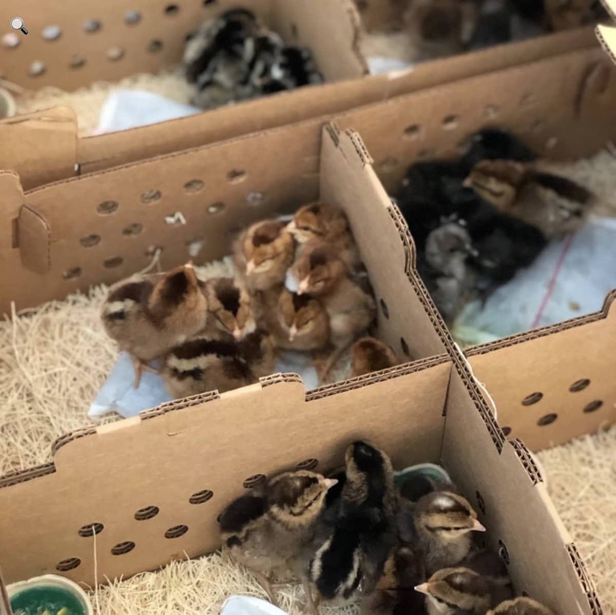Cardboard boxes with holes in the sides contain a number of different baby chicks to buy in each one.