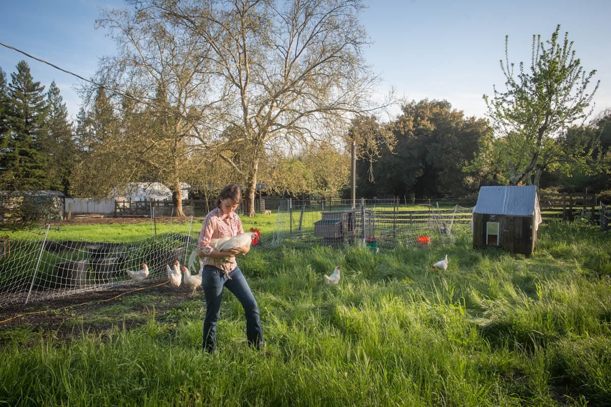 A woman is standing in a grass field holding a large rooster. Many chickens are in the background along with a small coop.