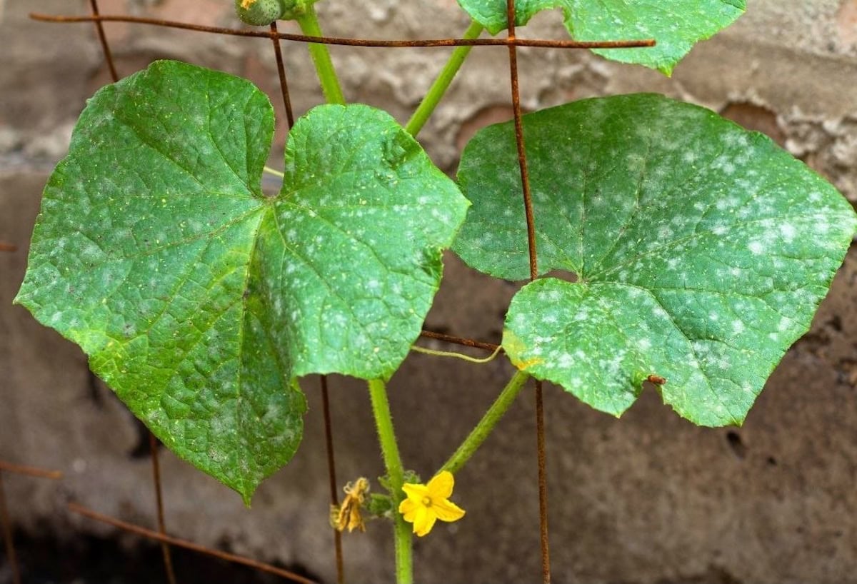 A close up image of a few cucumber leaves to illustrate powdery mildew on the leaves. A few of its tendrils are attached and climbing a metal cucumber trellis.