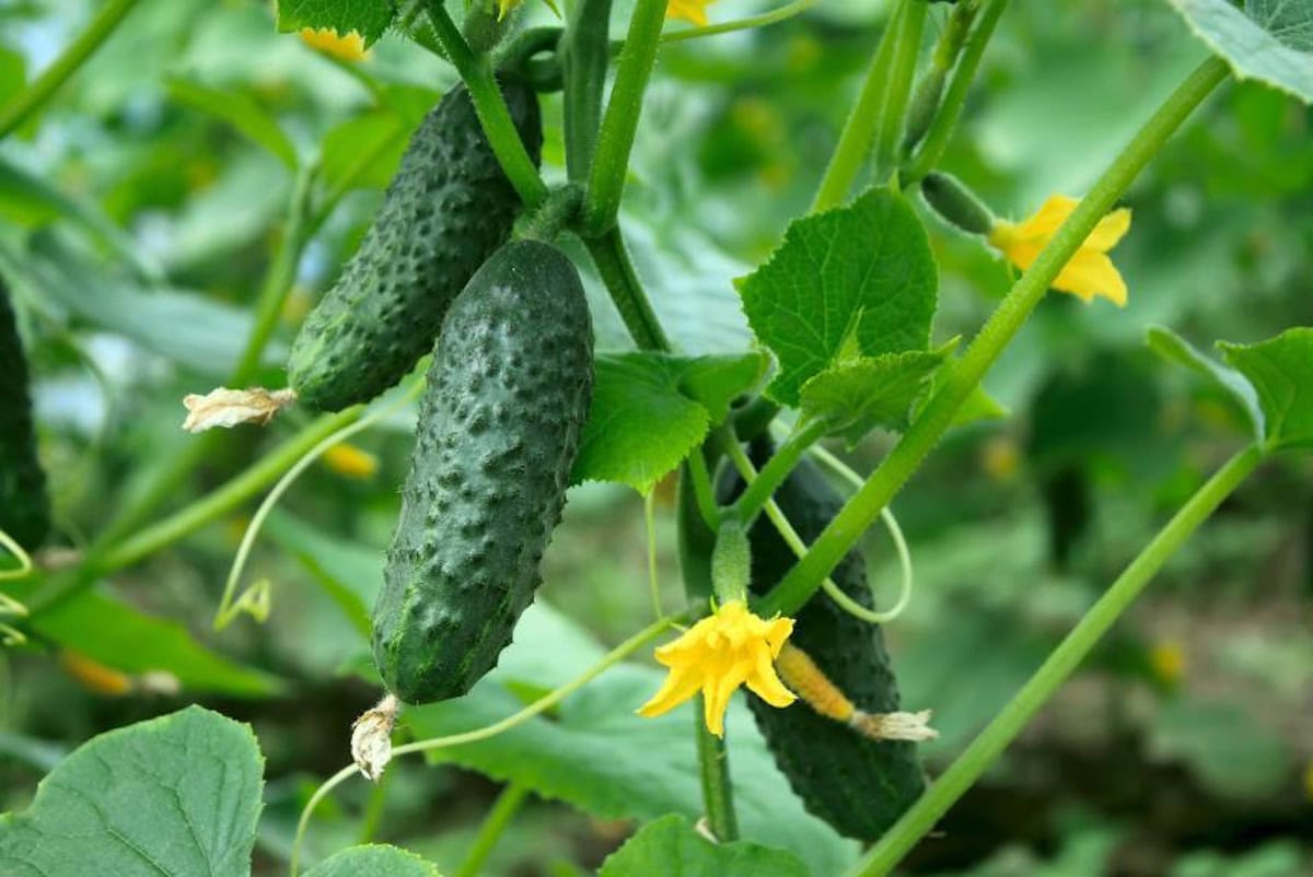 Small pickling cucumbers are growing on vines, a few young fruit have a bright yellow flower attached to its blossom end.