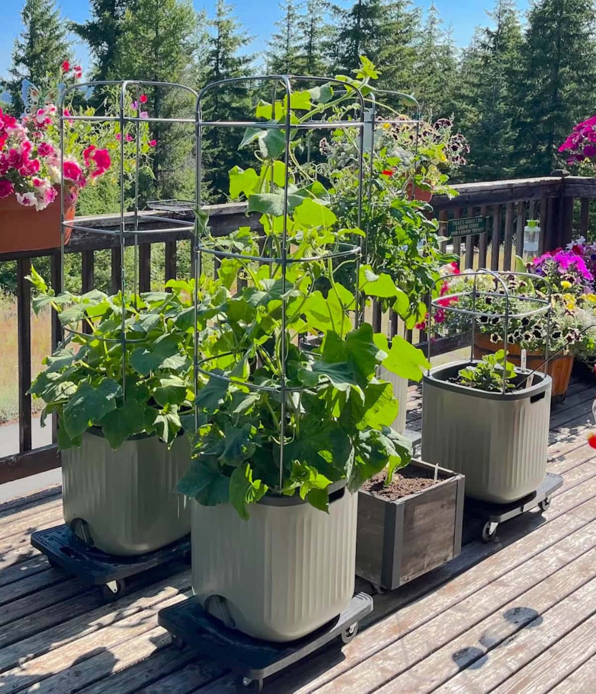A patio container garden on a deck overlooking a wooded forest. A variety of plants are growing in self watering containers with wheels.