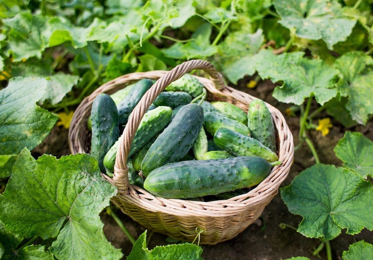A wicker basket full of harvested fruit sitting in a field of vining plants.
