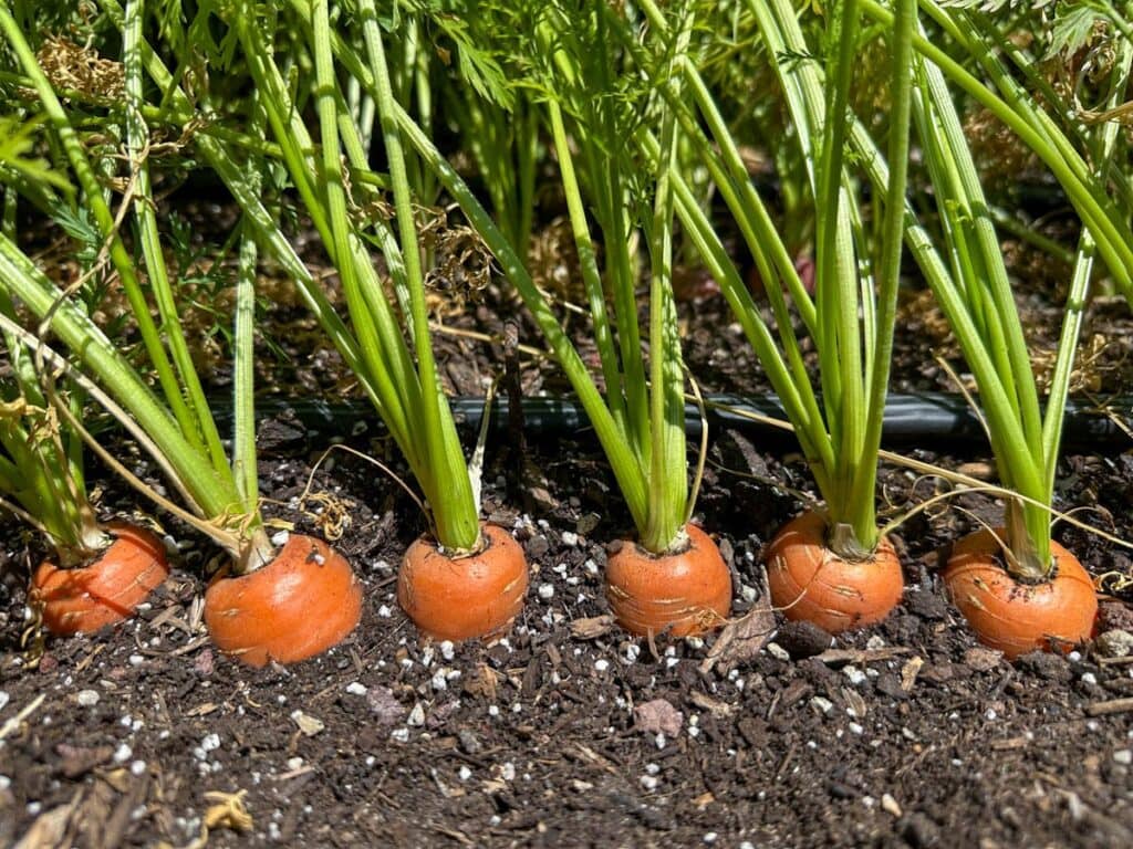 6 mature carrots growing in a neat row, nicely spaced about 2 inches apart. The carrots have tall green tops and the top of the orange roots are visible, sticking up just slightly above the soil level