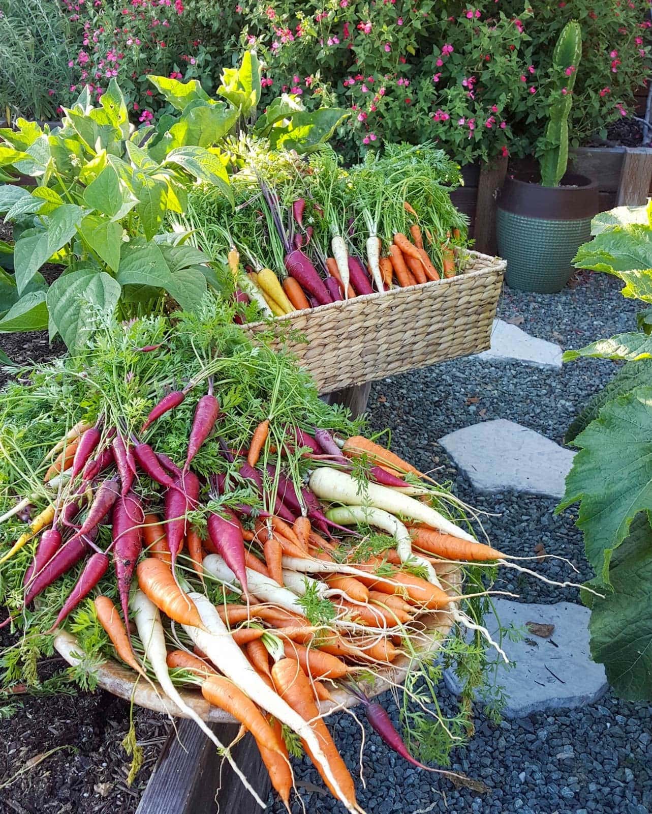 Two baskets of freshly harvested carrots are sitting on a raised bed. 