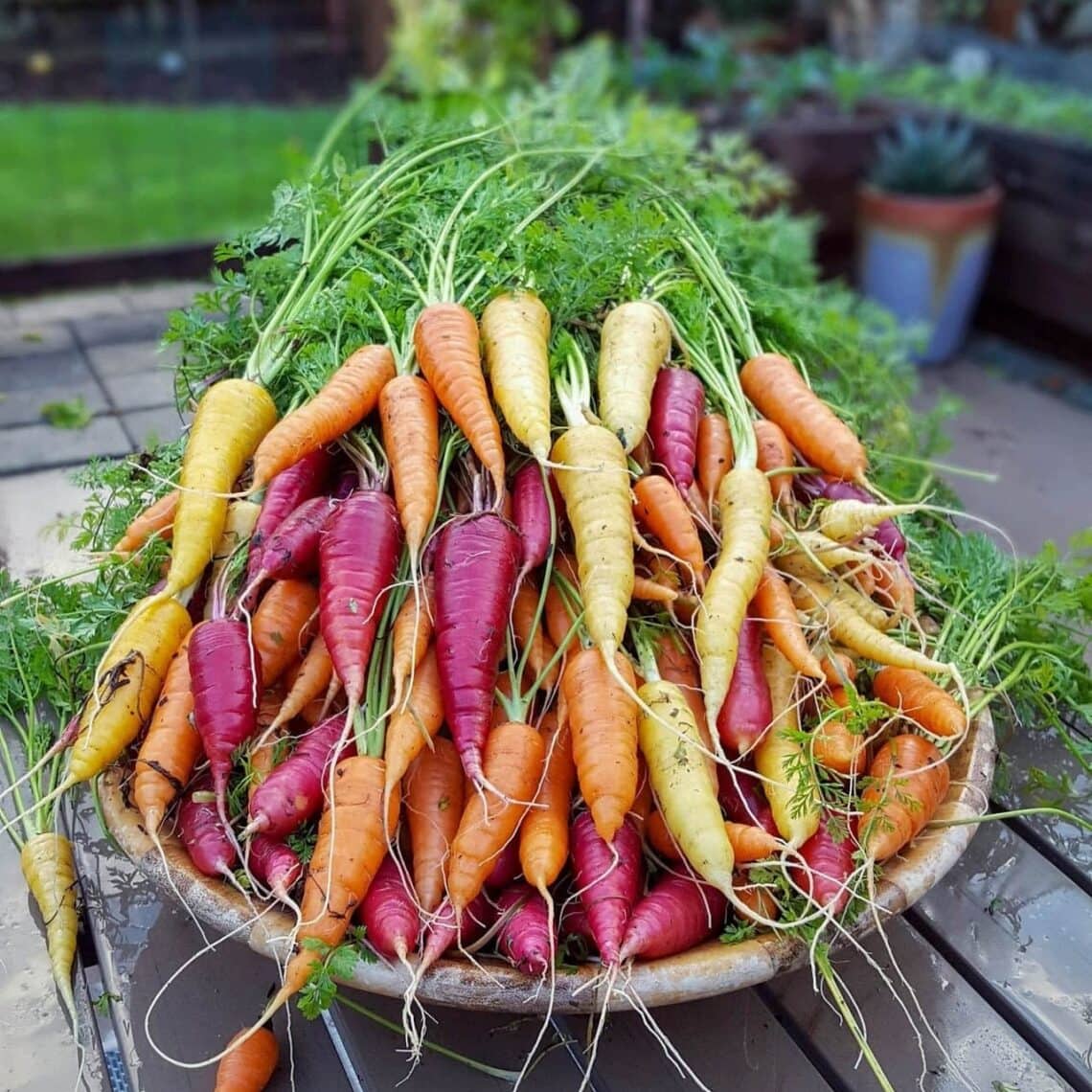 A close up of a large wooden bowl full of yellow, orange, and reddish purple carrots sits on a patio garden table, with raised beds and potted plants in the background.