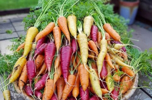 A close up of a large wooden bowl full of yellow, orange, and reddish purple carrots sits on a patio garden table, with raised beds and potted plants in the background.