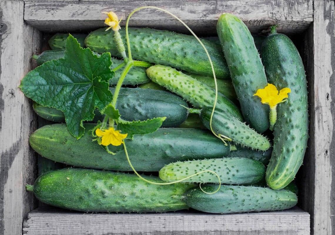 a wooden harvest basket full of cucumbers, both large and small and bumpy and smooth, with a cucumber leaf and vine tendril also in the basket