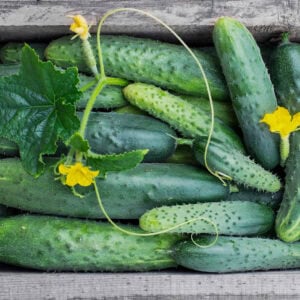 a wooden harvest basket full of cucumbers, both large and small and bumpy and smooth, with a cucumber leaf and vine tendril also in the basket