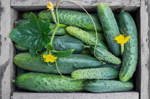 a wooden harvest basket full of cucumbers, both large and small and bumpy and smooth, with a cucumber leaf and vine tendril also in the basket
