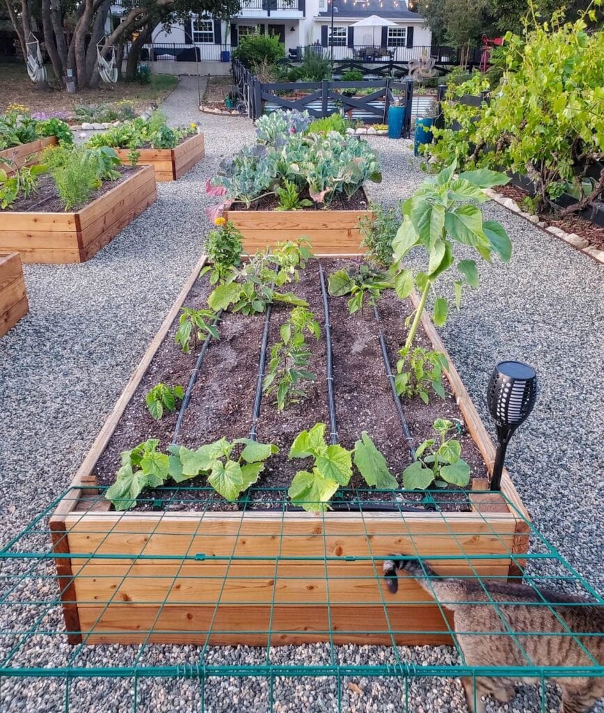 A raised garden bed with a metal support leaning off the back of the bed to support the four vining plants that are planted along the edge of the bed. There are also peppers, eggplant, basil, and various flowers growing in the bed as well. Beyond are a number of other garden beds with an array of various vegetables growing in each.