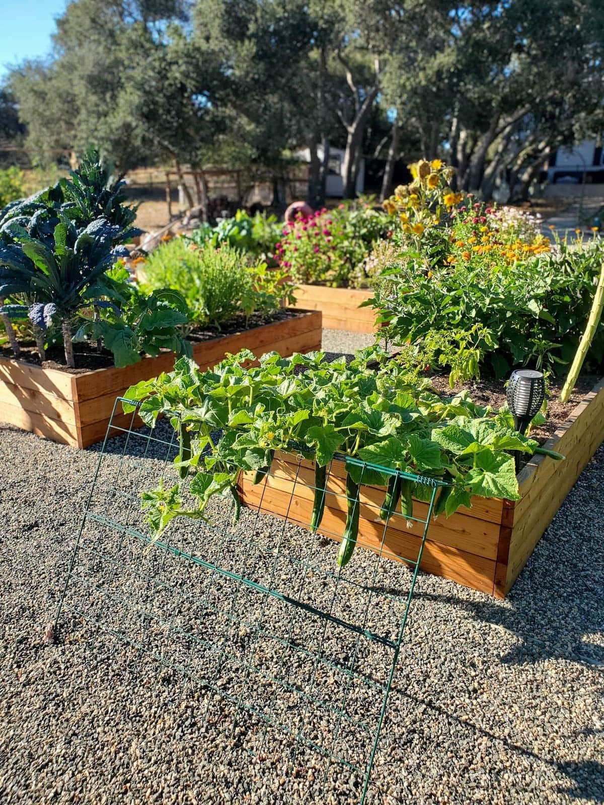 A lean-to trellis hangs off the back of a raised garden bed with vining plants growing on it, their fruit hanging down below the trellis. A variety of flowers and vegetables are growing in the raised beds around it.