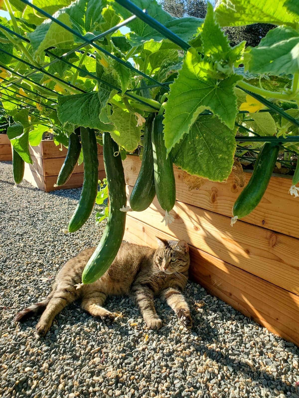 A brown tabby cat lays out next to a raised garden bed, a trellis is hanging over the edge of the raised bed, creating a canopy of plants and fruit above the cat.