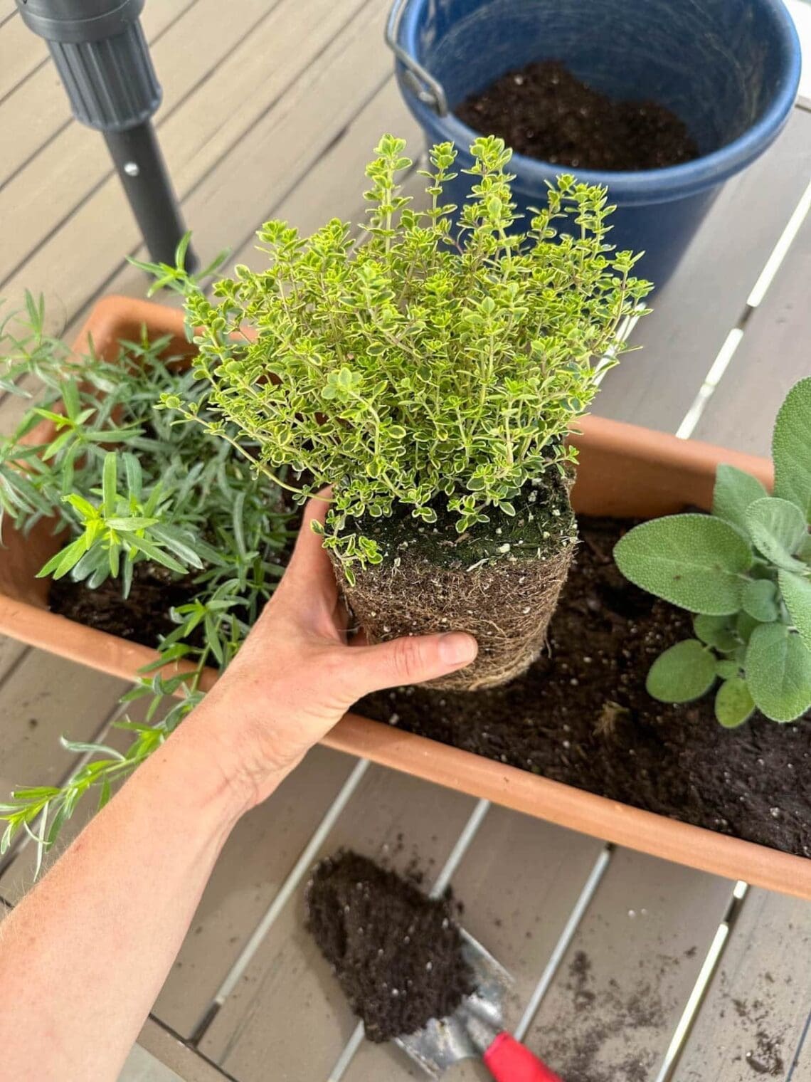 DIY Container Herb Garden Planter + The Best Herbs to Grow ~ Homestead ...