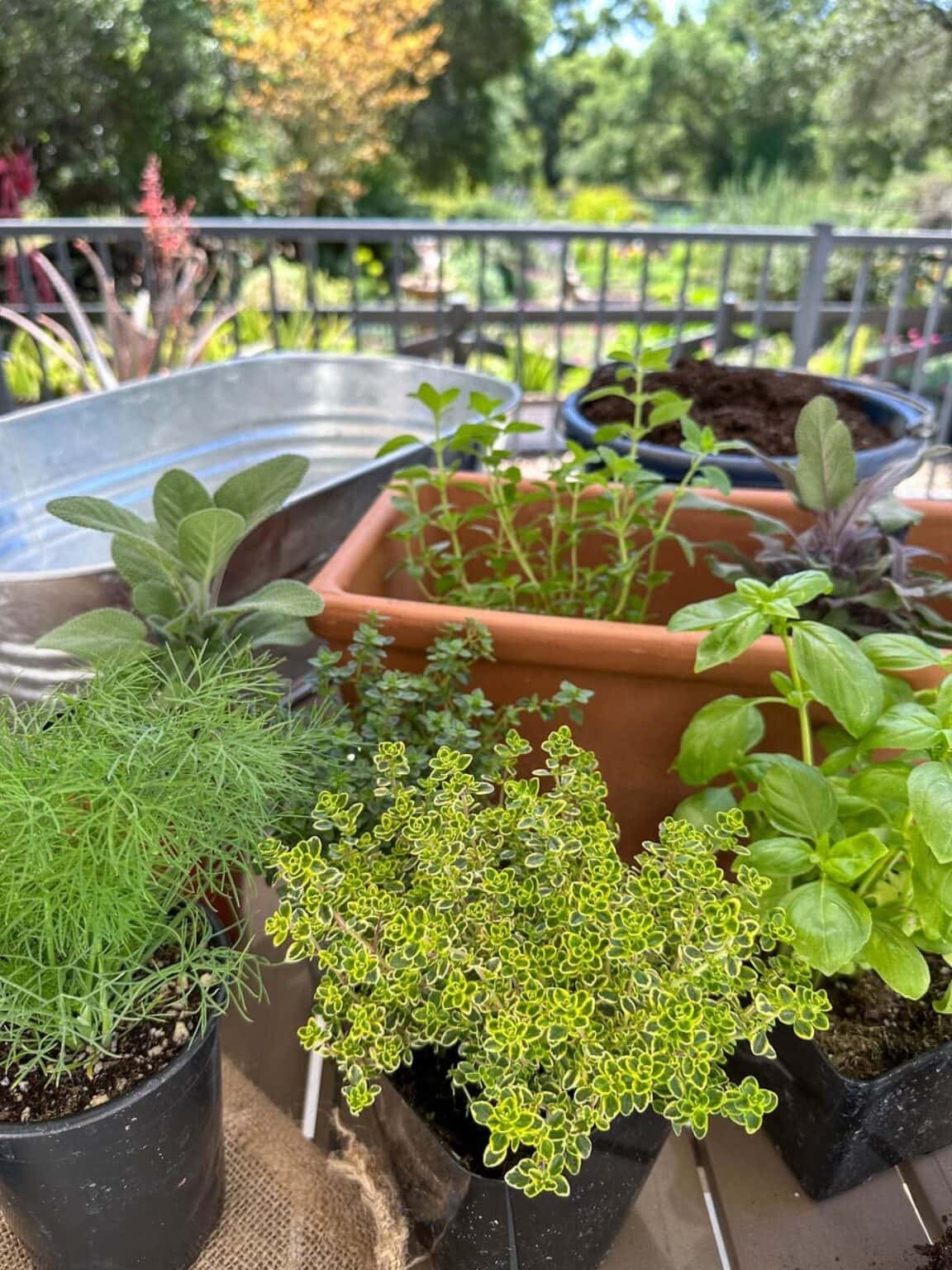 DIY Container Herb Garden Planter + The Best Herbs to Grow ~ Homestead ...