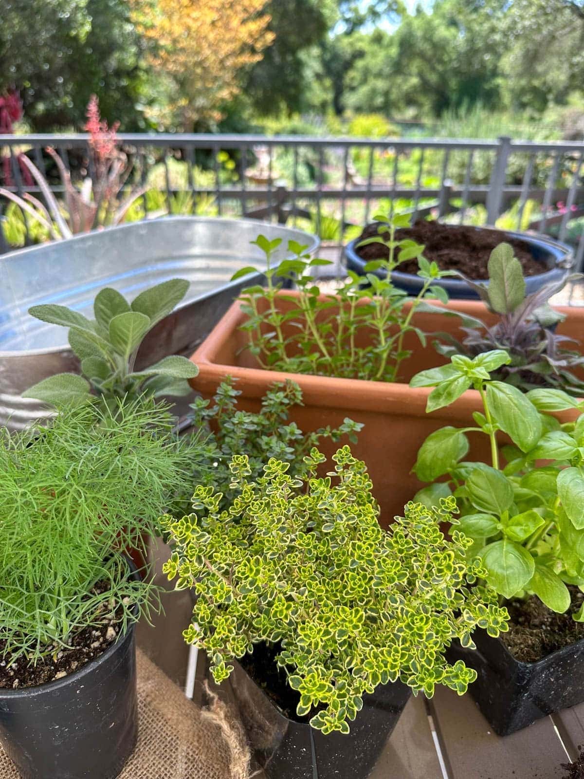 Herb seedlings sit in front of a terracotta pot and metal trough. A bucket just beyond is full of soil.
