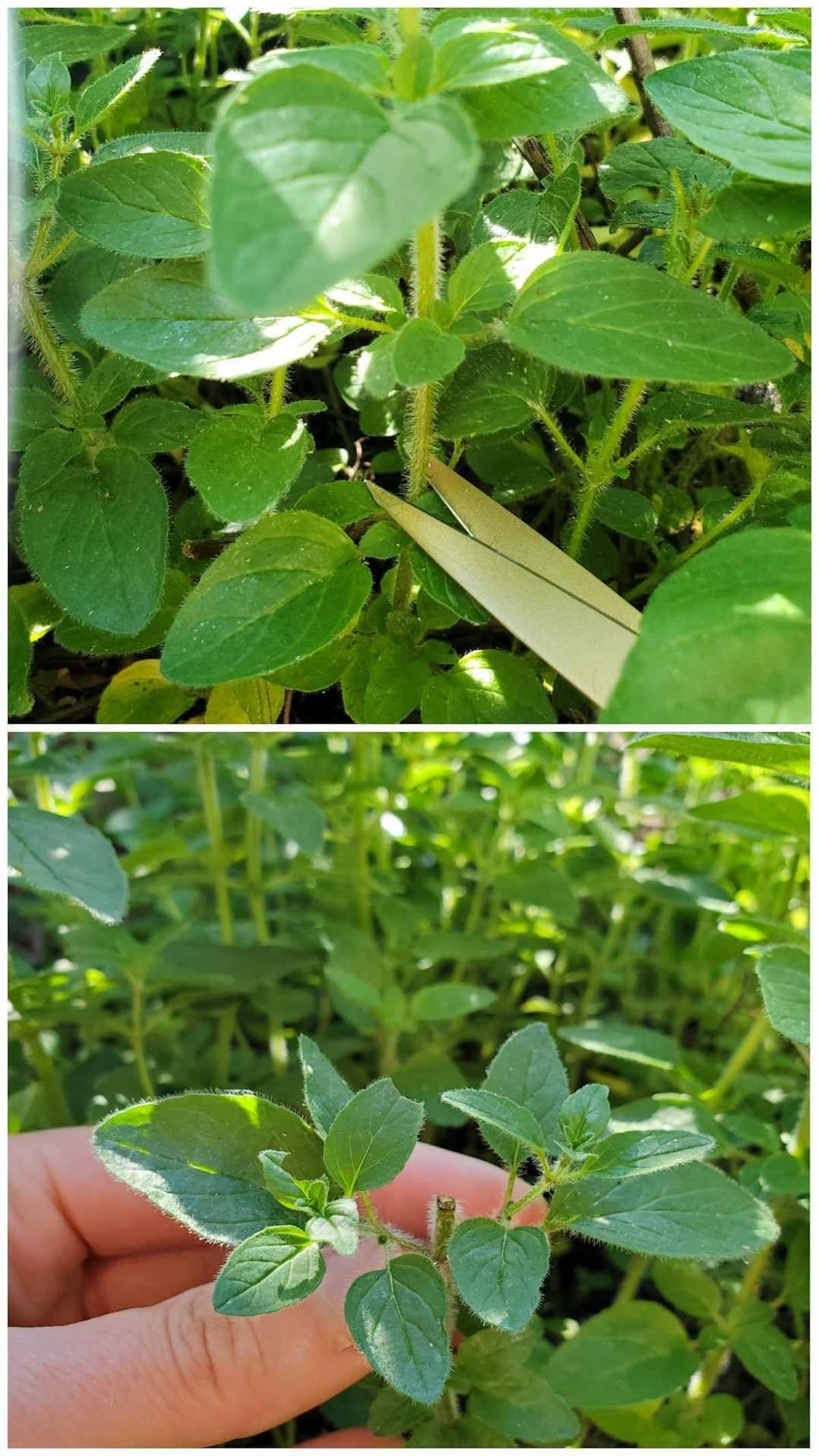 A two part image collage, the first image shows scissors positioned to cut a stem of a plant just above a leaf node. The second image shows the same plant a few days later with two branches growing from the leaf node, just below where the main stem was cut.