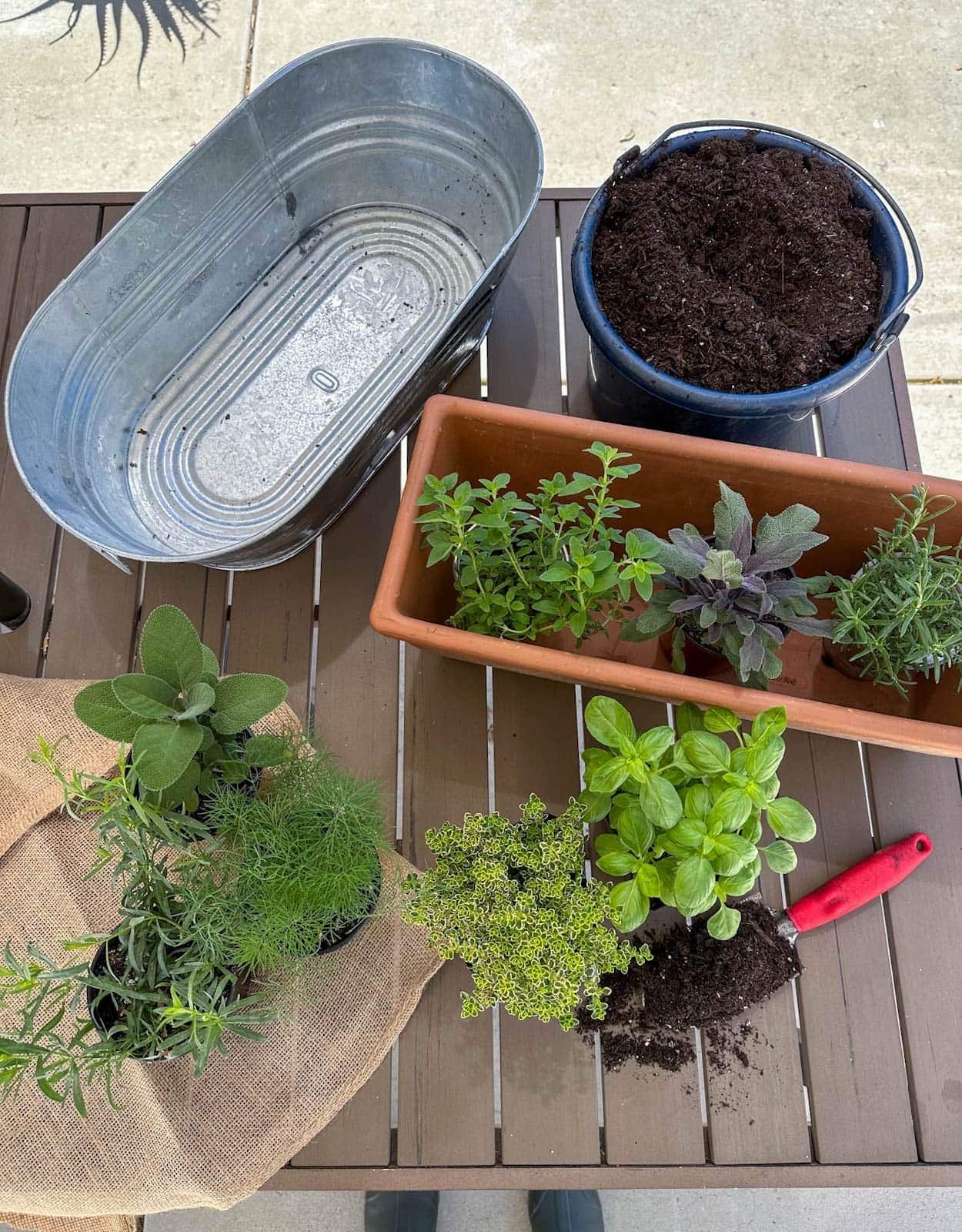 Herb seedlings are set up in and around two different containers, one made of metal and the other is terracotta. A small blue bucket is full of soil while a trowel nearby has soil resting on it.