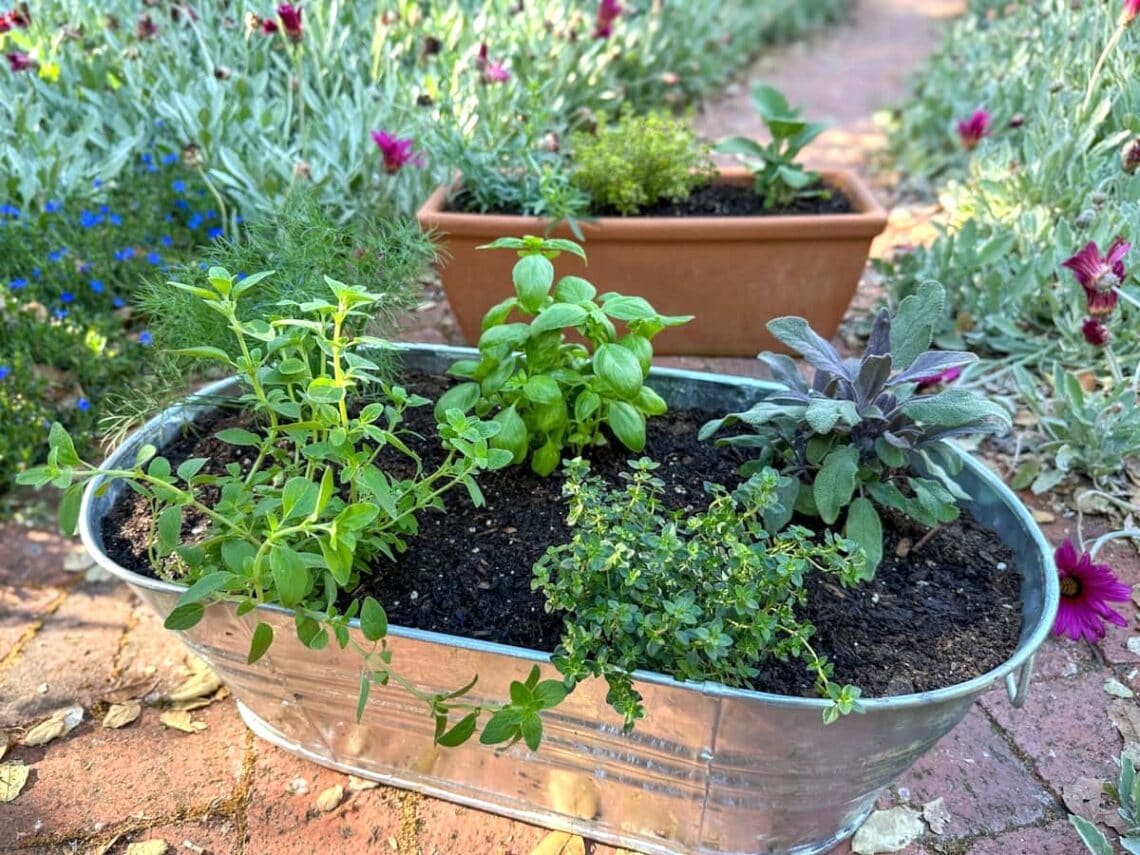 A metal tub and a small rectangular terracotta pot are full of a variety of freshly planted herb plants.