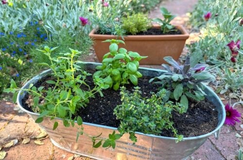 A metal tub and a small rectangular terracotta pot are full of a variety of freshly planted herb plants.