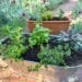 A metal tub and a small rectangular terracotta pot are full of a variety of freshly planted herb plants.