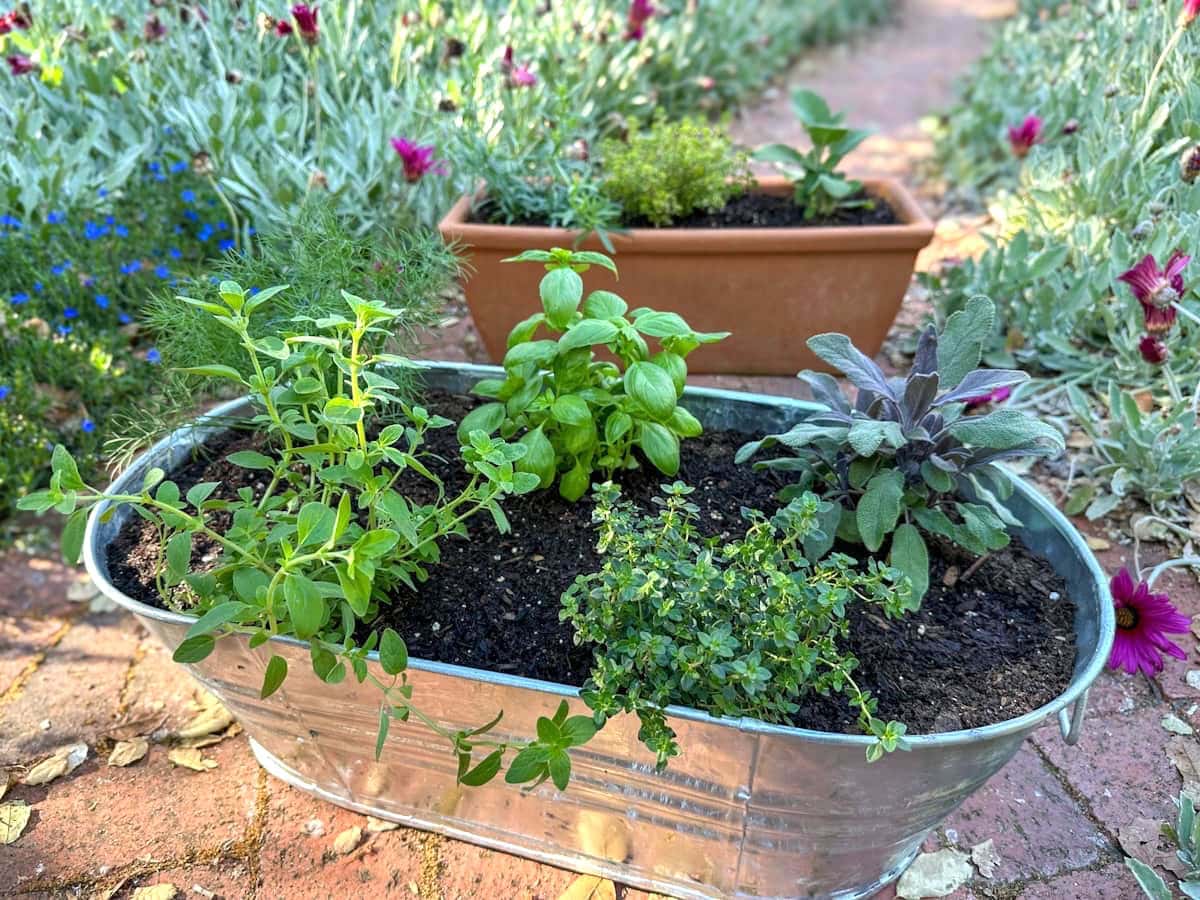 A metal tub and a small rectangular terracotta pot are full of a variety of freshly planted herb plants.