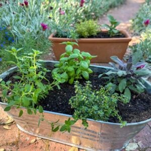 A metal tub and a small rectangular terracotta pot are full of a variety of freshly planted herb plants.