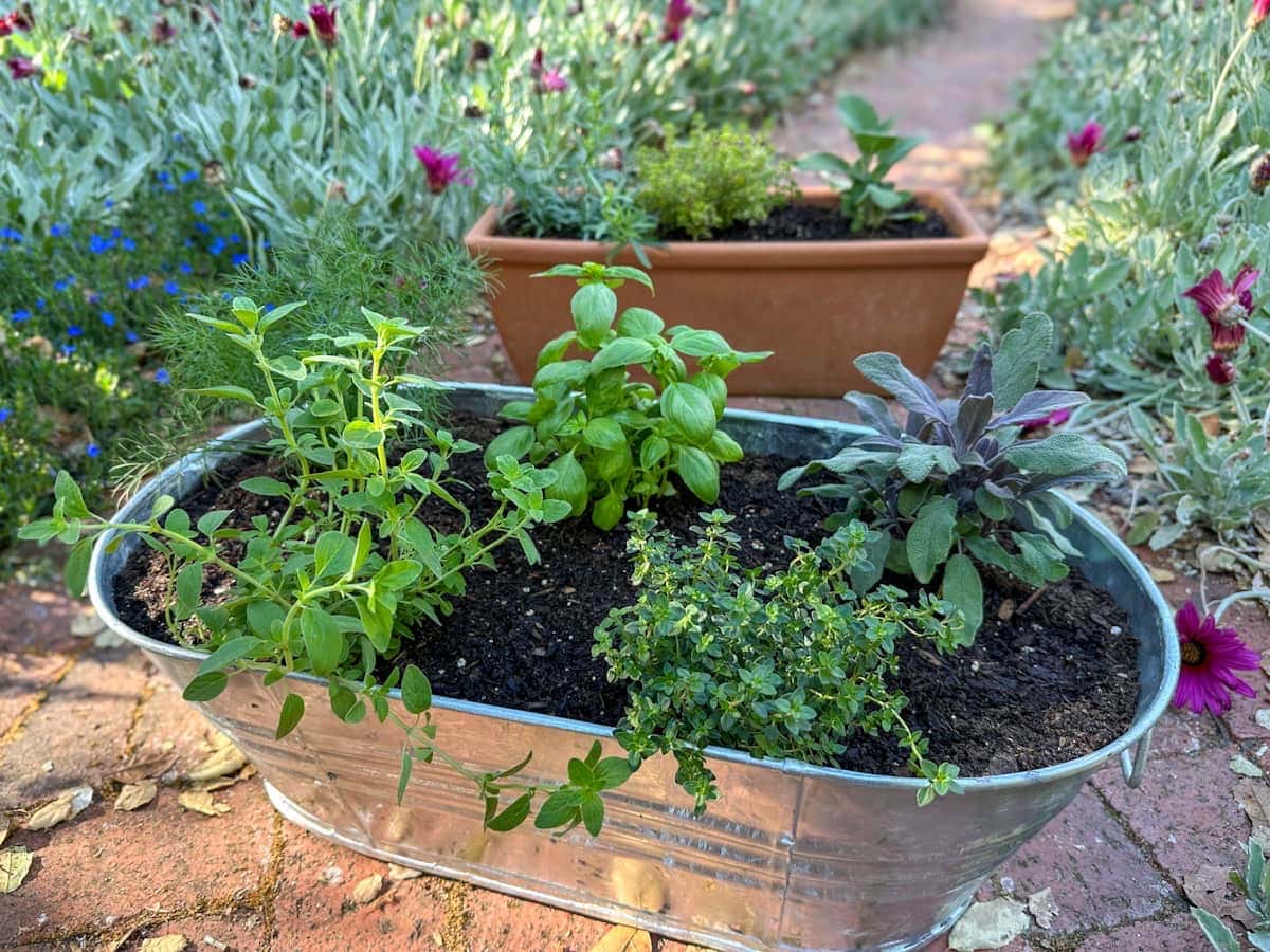 DIY Container Herb Garden Planter + The Best Herbs to Grow ~ Homestead and  Chill, image size:1200x900