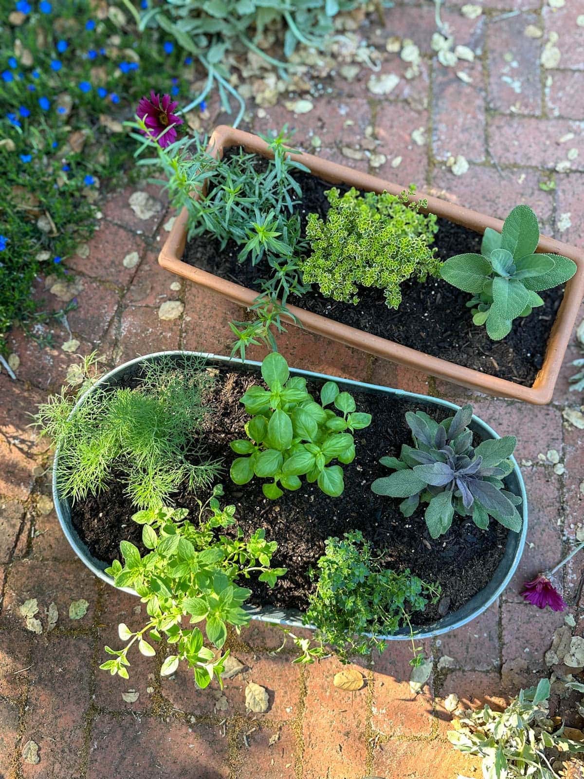 Two herb planters set on a brick pathway. One of the planters is made of metal and has five different herb plants growing in it. The other planter is a rectangular terracotta planter with three herbs planted in it.