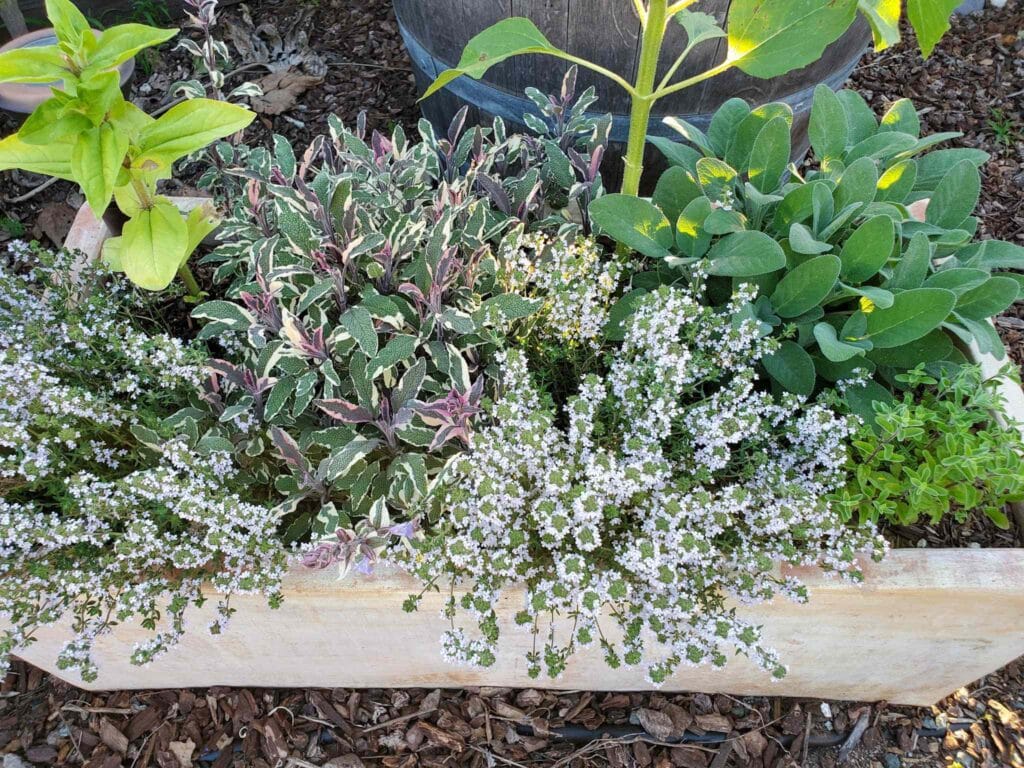 A large rectangular terracotta herb planter growing full with sage and thyme.