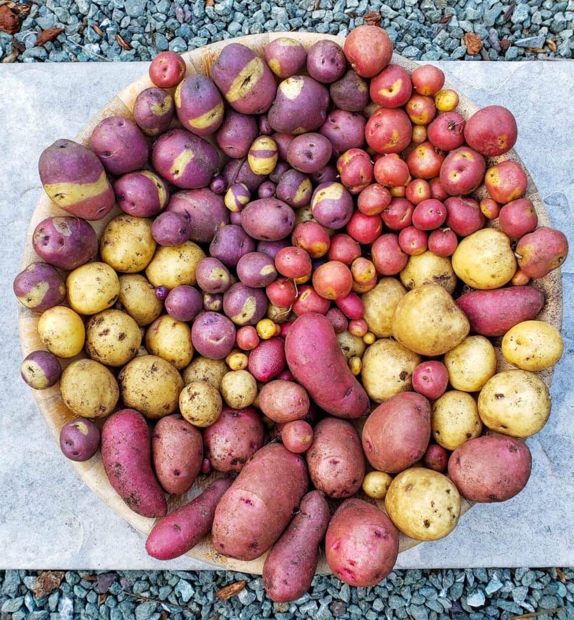 A large wooden bowl full of colorful potatoes. Some are purple, red, yellow with pink spots, and plain yellow. They are separated by color.