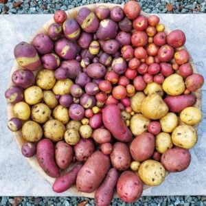 A large wooden bowl full of colorful potatoes. Some are purple, red, yellow with pink spots, and plain yellow. They are separated by color.