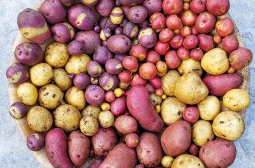 A large wooden bowl full of colorful potatoes. Some are purple, red, yellow with pink spots, and plain yellow. They are separated by color.