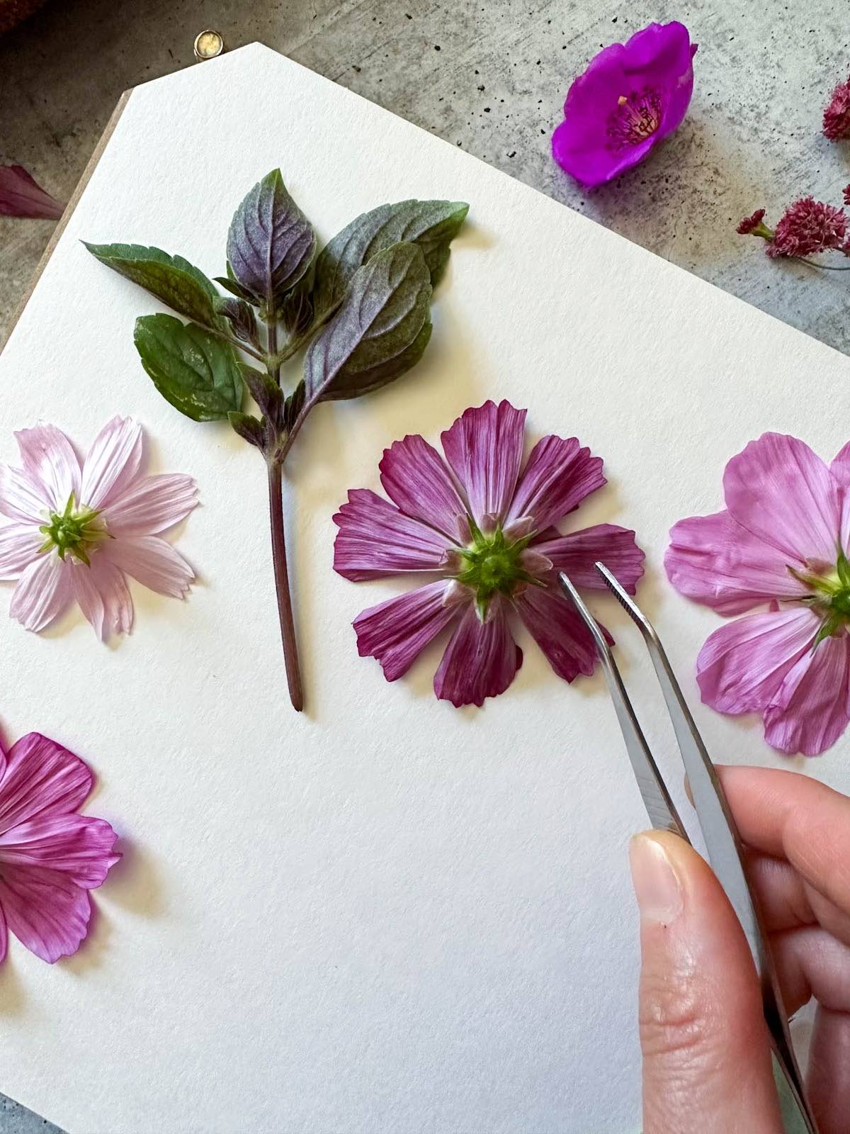 Tweezers are being used to arrange a variety of botanicals on hard card stock. 