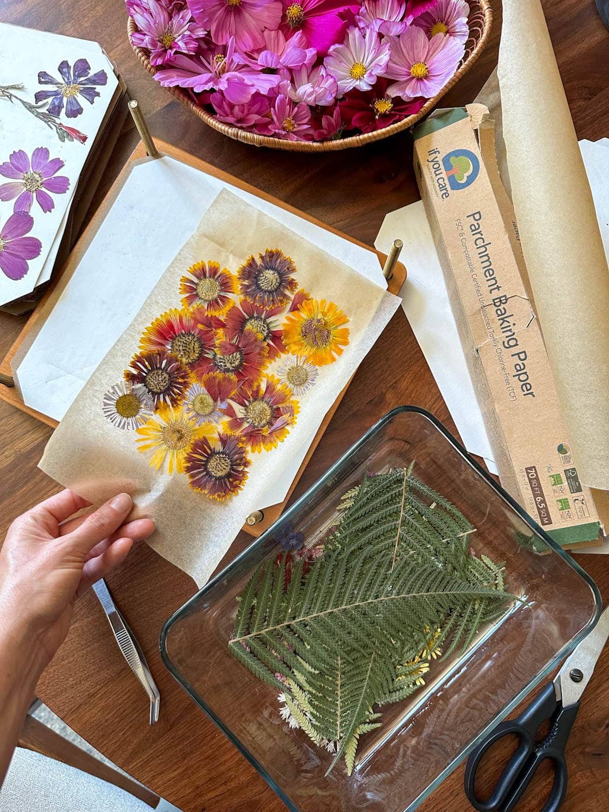 A hand is holding a section of parchment paper which contains many pressed flower blooms. A glass storage container is nearby with pressed fern leaves, a roll of parchment paper, and a wicker basket of fresh cosmos flowers all surround the wooden flower press. 