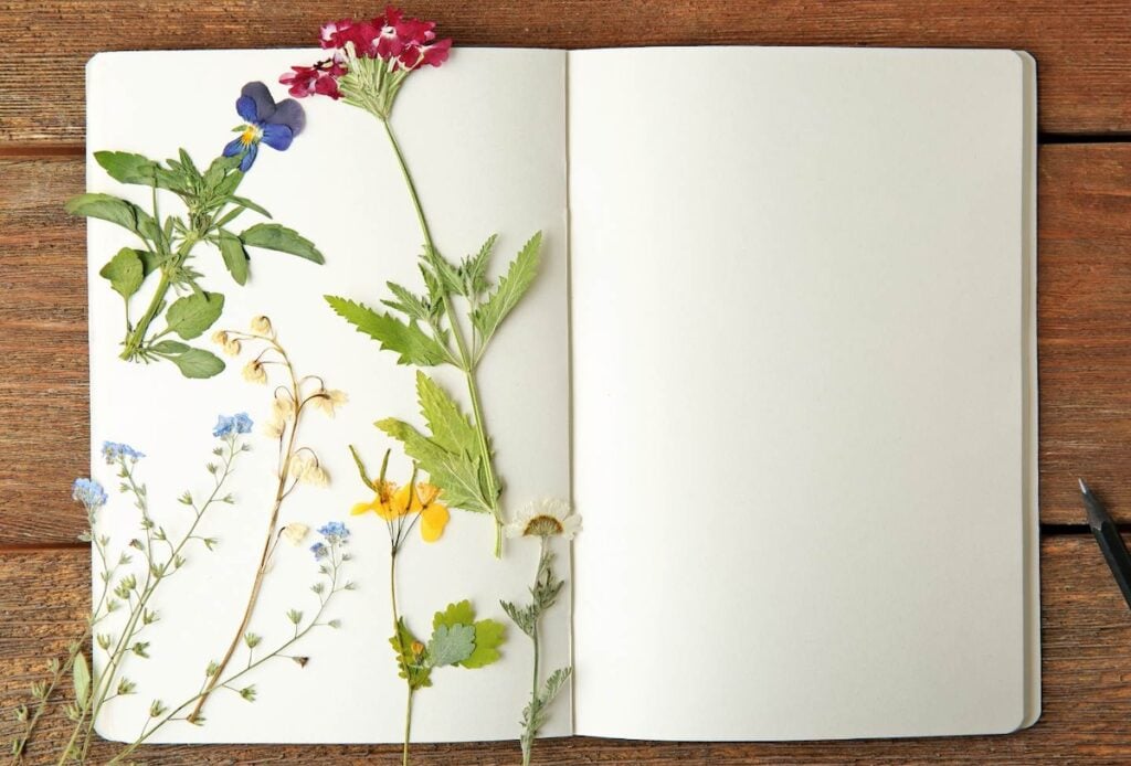 A blank book is open with a number of pressed flowers within it. 