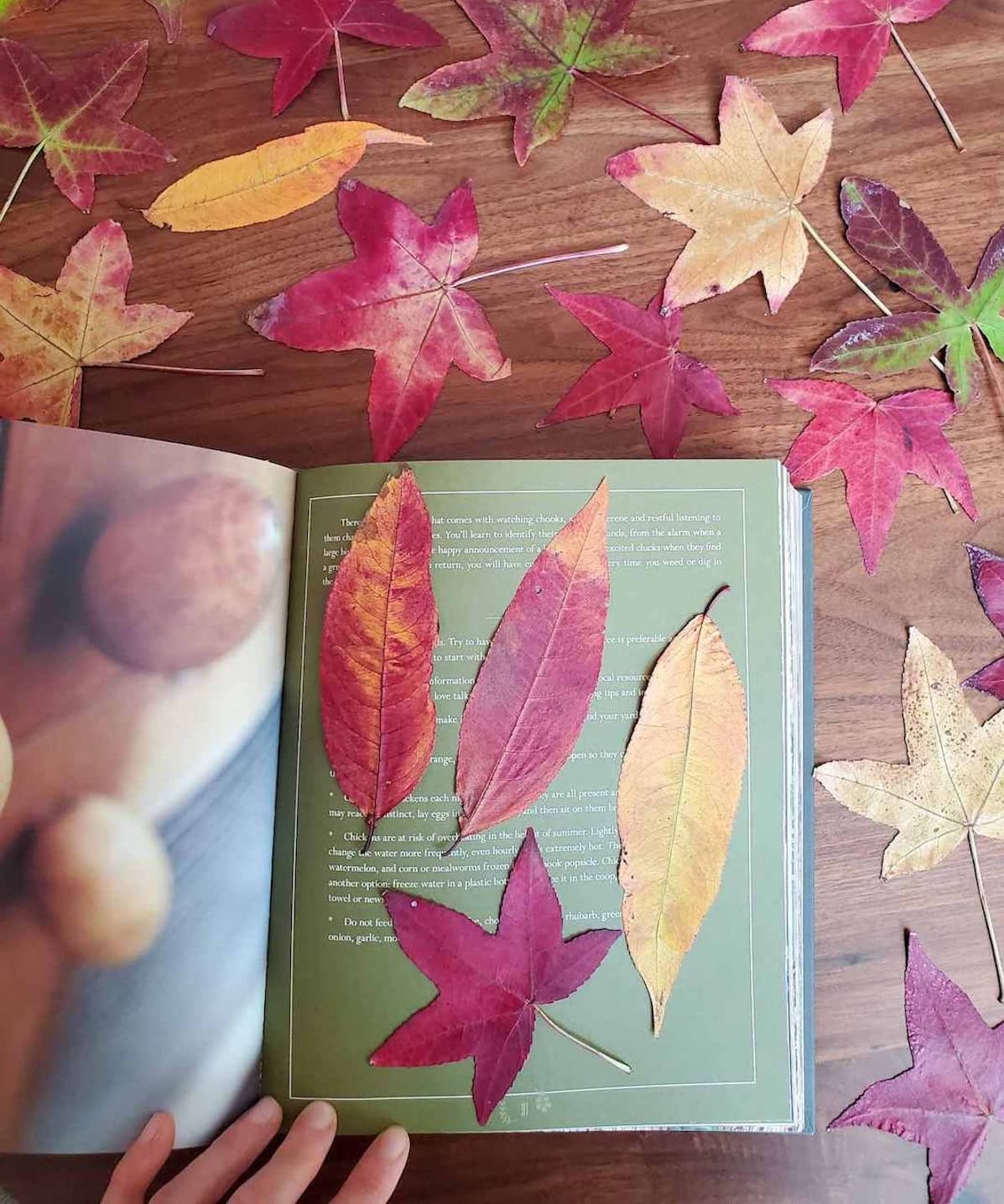 Dried leaves are flatted in between pages of a large book. A number of dried leaves are surrounding the book.