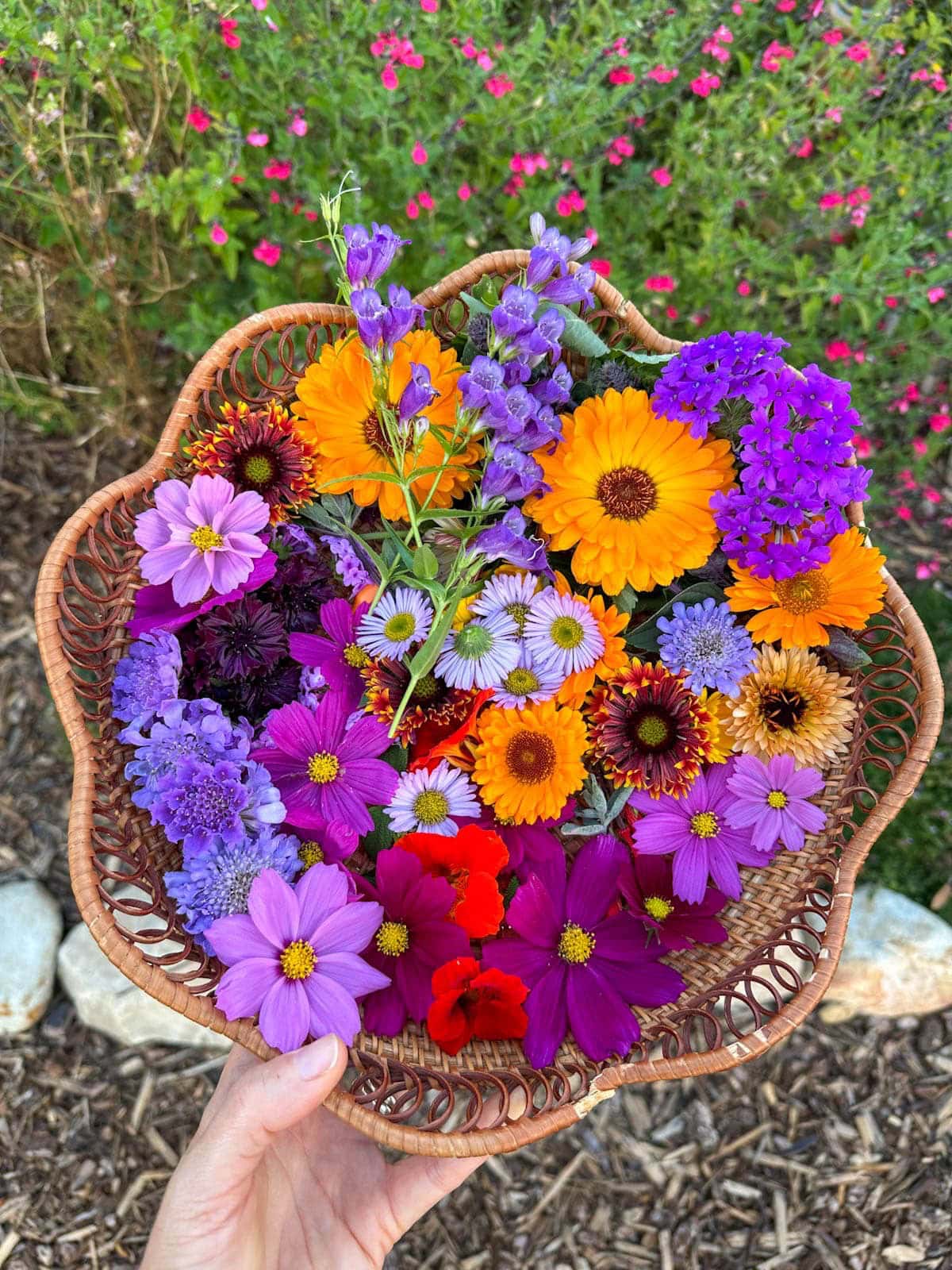 A wicker basket full of a variety of flowers is held in front of a flowering salvia plant. 