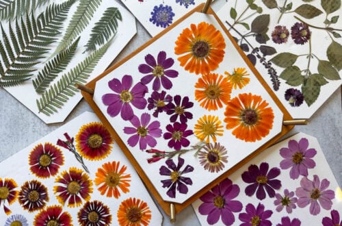 Pressed and dried flowers all arranged on card stock after being dried in a flower press.