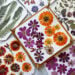 Pressed and dried flowers all arranged on card stock after being dried in a flower press.