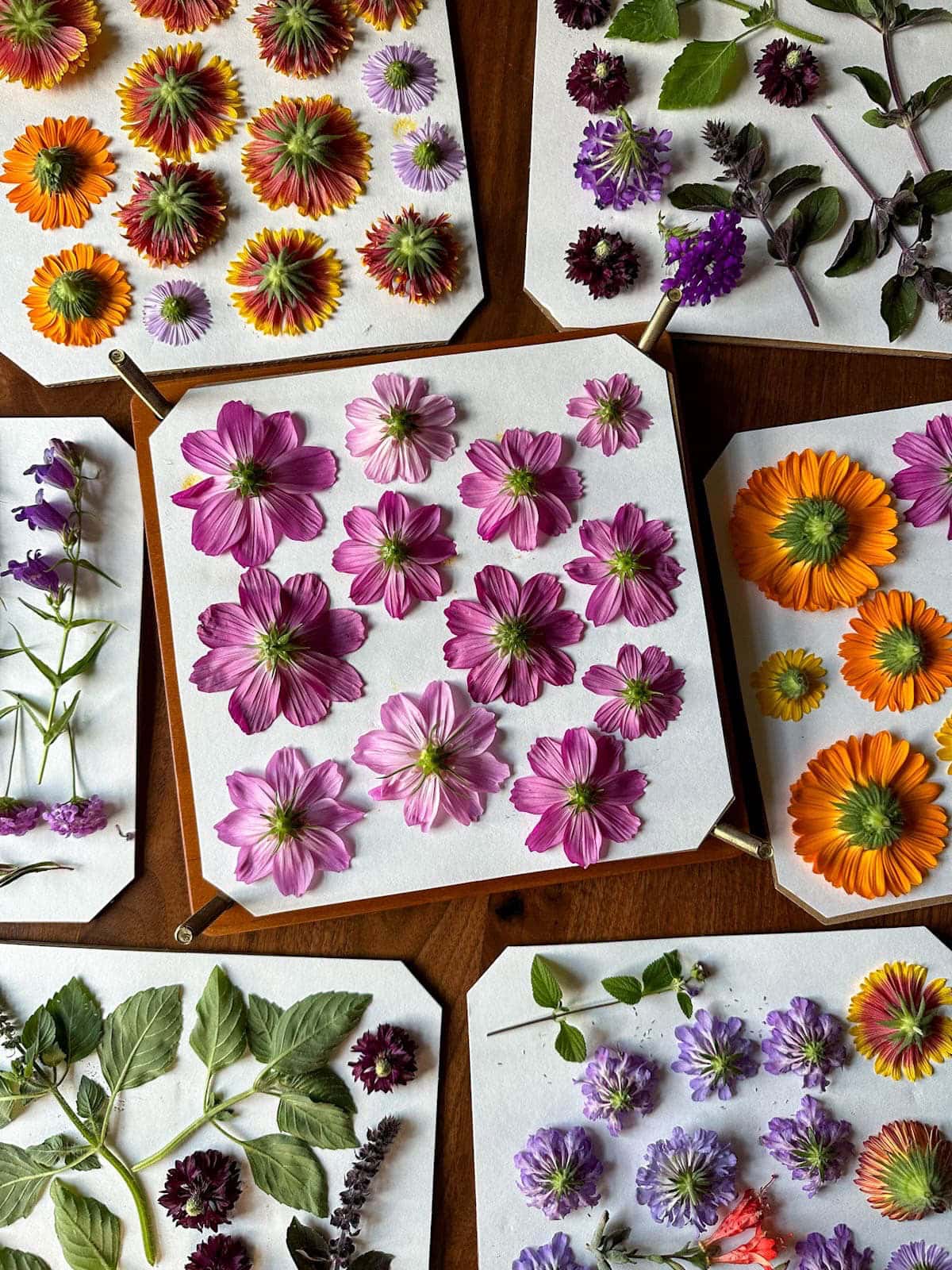 A variety of fresh flowers and herbs are arranged on sections of card stock and cardboard that will be used in a wood press. 
