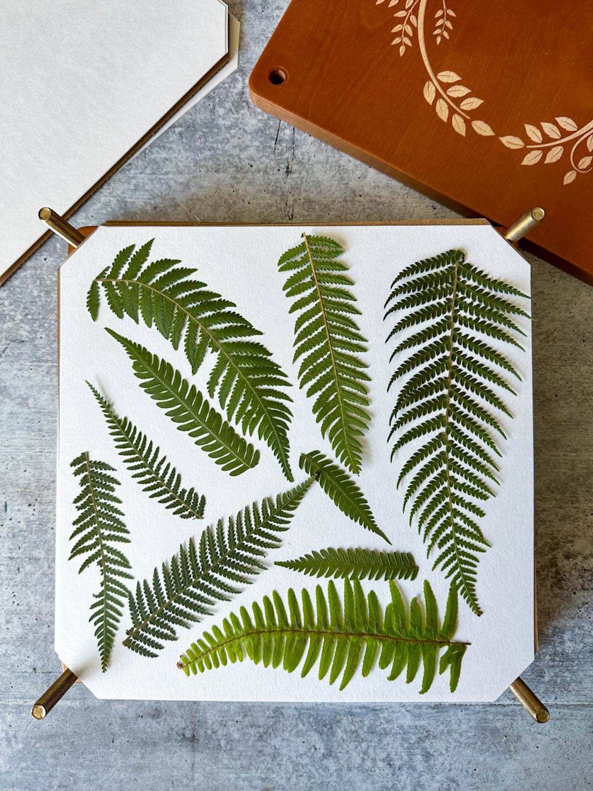 Fern leaves are arranged on a a section of a wood flower press. 