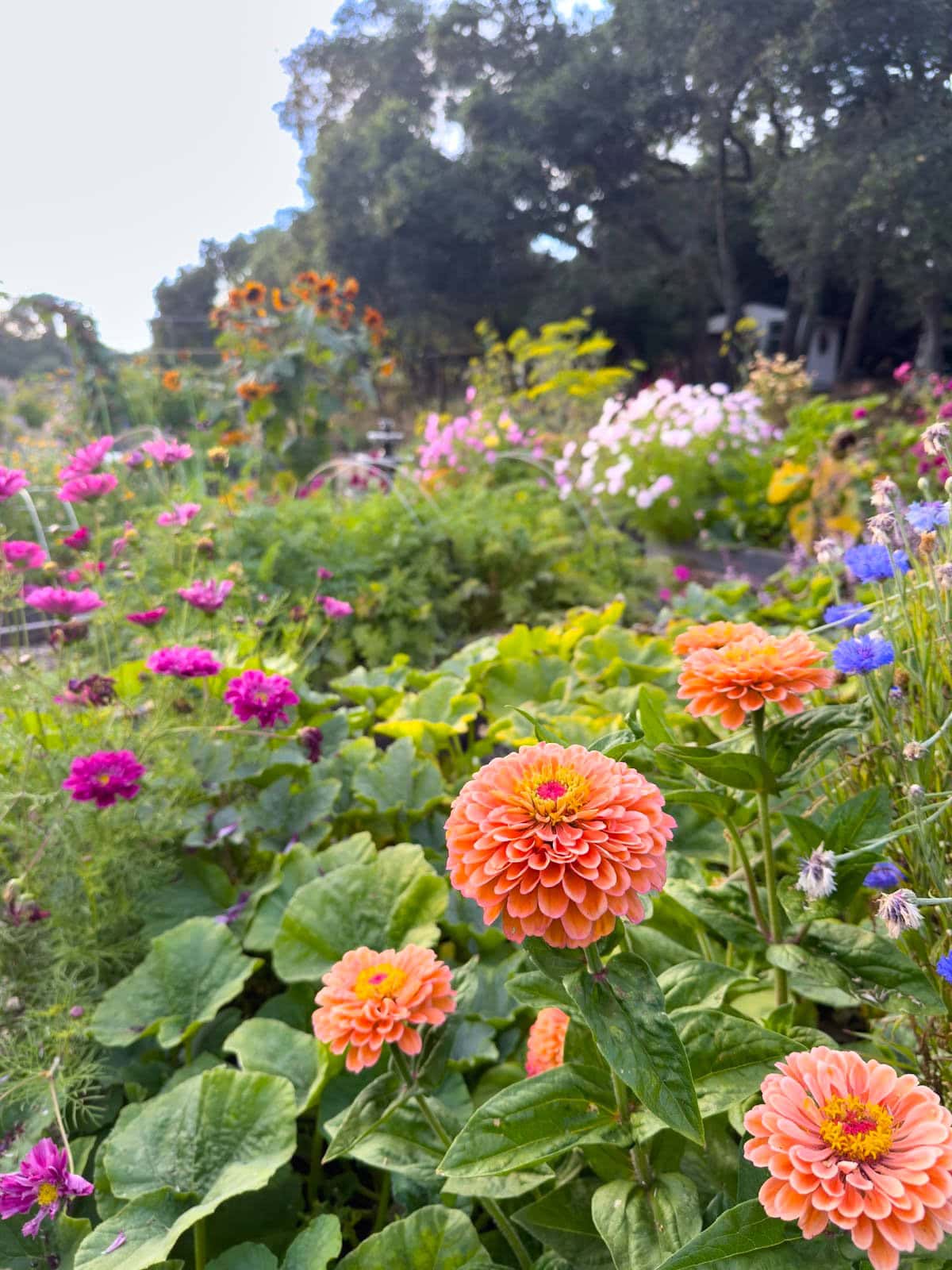 A garden full of zinnia, cosmos, cornflower, and sunflowers in full bloom.