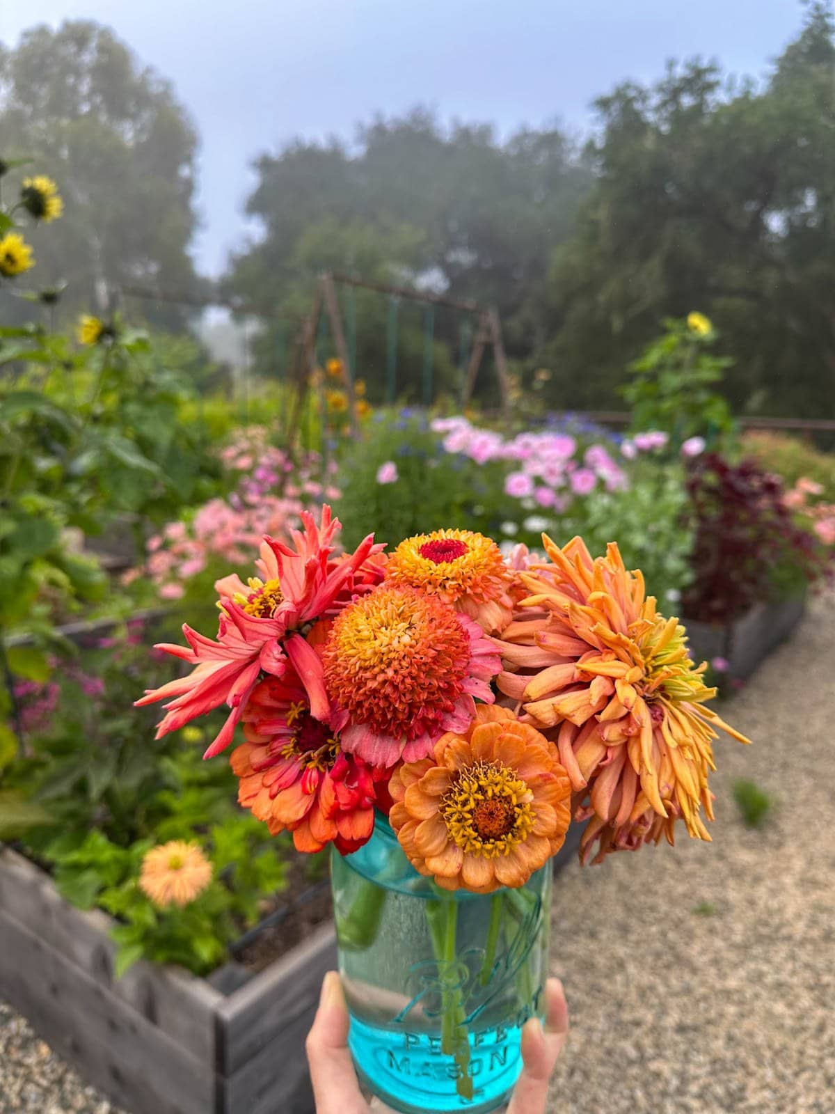 A blue Ball mason jar is being used as a vase as it's full of a variety of freshly harvested zinnia flowers.