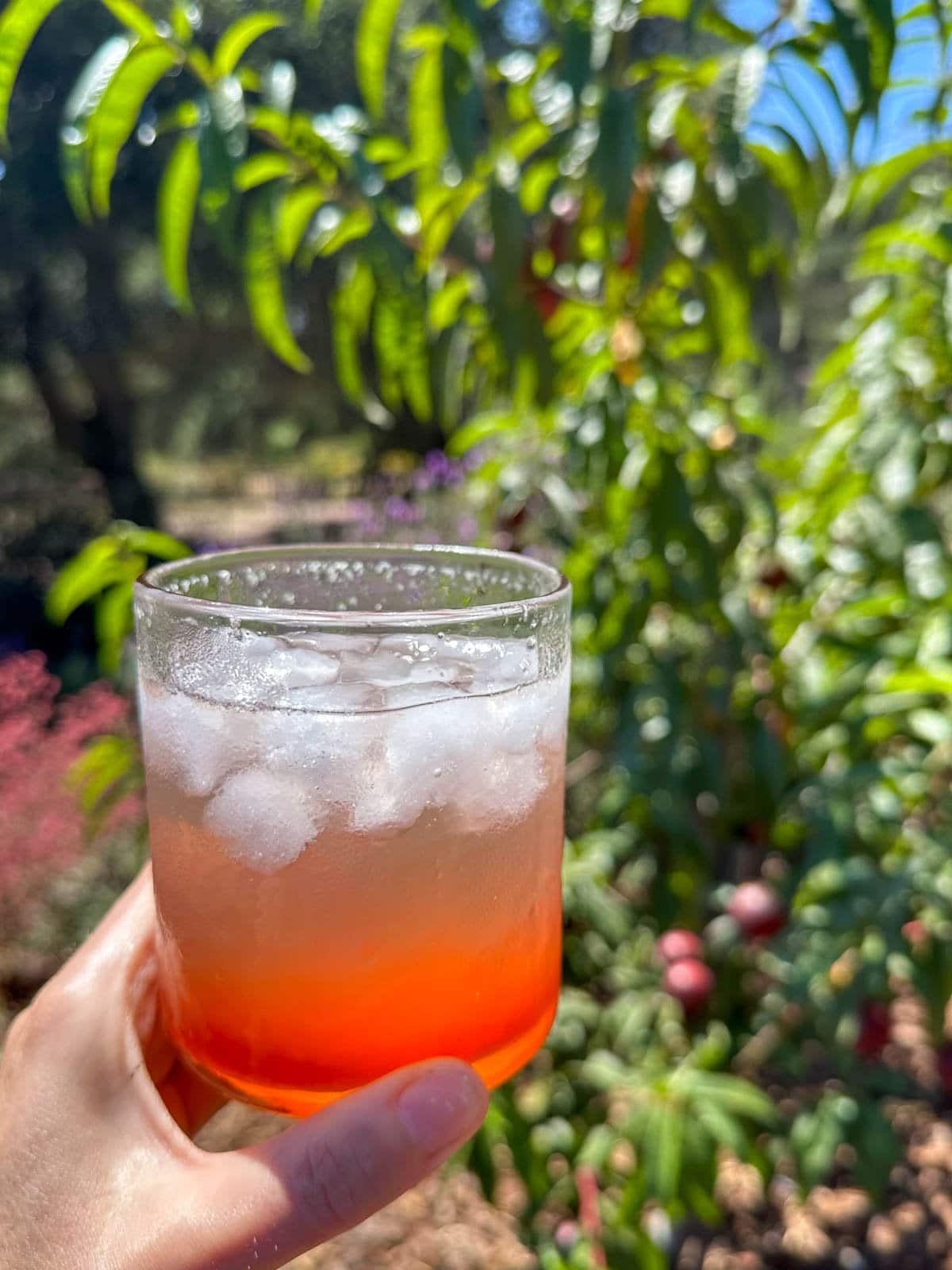 A close up of a hand holding a bright pink drink on ice (fruit shrub) with a lush garden, blue sky and fruit trees blurred in the background