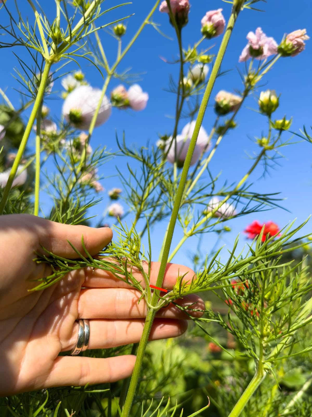 A section of a large cosmos plant is held right at a leaf node with new branching growth. A red line is superimposed on the image showing where to cut the plant.